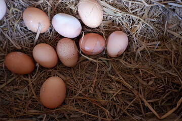 Fresh chicken eggs in a basket, taken directly from farmers