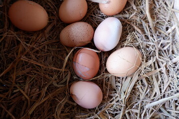 Fresh chicken eggs in a basket, taken directly from farmers