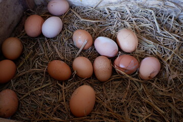 Fresh chicken eggs in a basket, taken directly from farmers