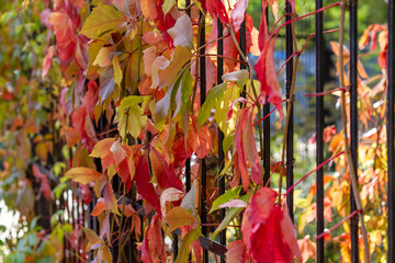 Fence with colored clematis leafs