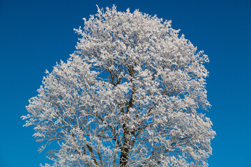 Fototapeta na wymiar Large tree covered in snow