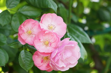 ツルバラ　アンジェラ