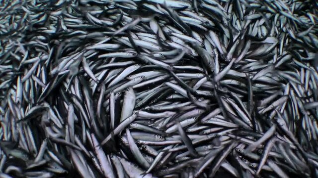 Caught sea fish (anchovy and sprat) flutter on the deck of a fishing vessel.