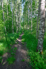 calming morning walk through green forest in shadows