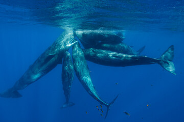 Fototapeta premium Sperm whales in a social gathering, Indian Ocean, Mauritius.
