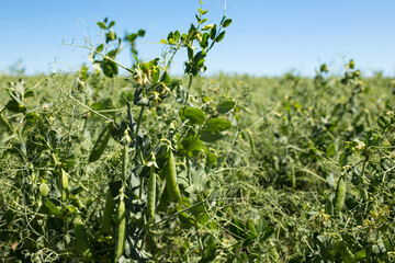 The cultivation of legumes. Pea field. Pods of peas on a bush.