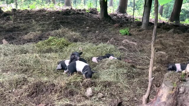 Cute plump little pigs play happily on the farm. Just born piglets in summer farmers yard. Cute little piglets playing. Healthy pigs.