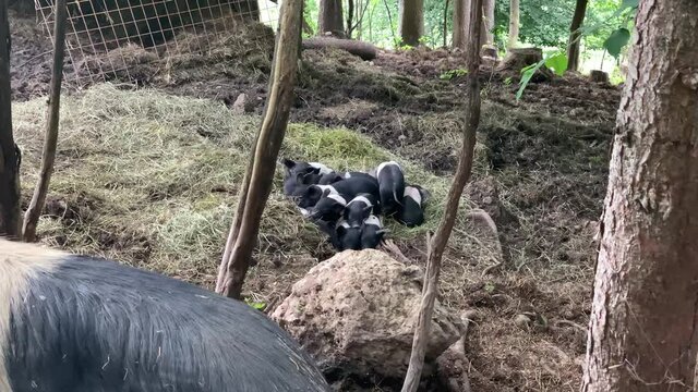 Little piggies colored black and white sleeping on each others. Small young pigs sleeping on the the pile with mama pig in the foreground.