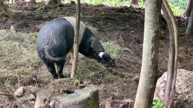 One big swine with puppies in the forest. White and black pig sniffing a pile of puppies sleeping in the hay. Long eared pig. Swine with long ears with little ones.