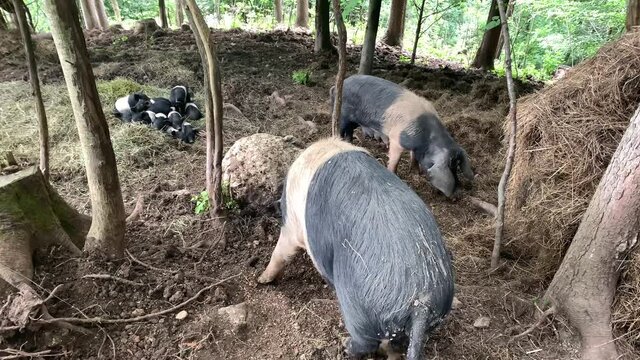 Two black and white pigs with freshly born pups in the background sleeping on the pile. Long ears on the black and white pig.