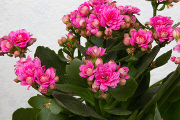 Blooming pink kalanchoe flowers on a light background