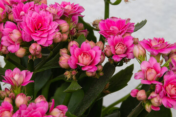 Blooming pink kalanchoe flowers on a light background