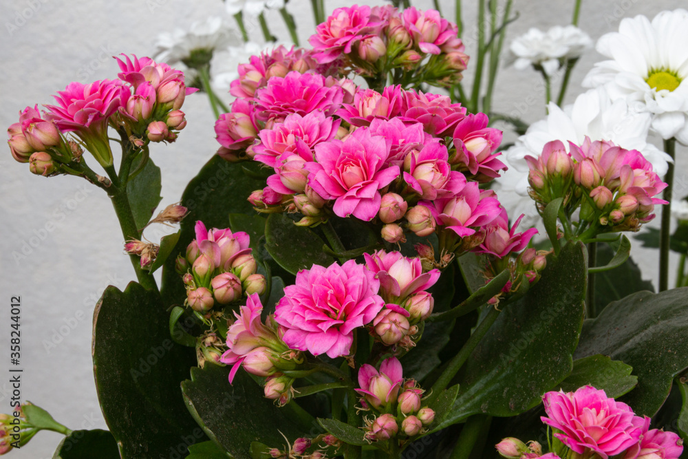 Wall mural Blooming pink kalanchoe flowers on a light background