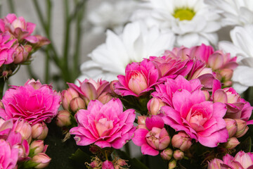 Blooming pink kalanchoe flowers on a light background