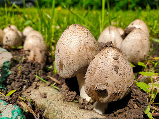 Close up of mushrooms in the park