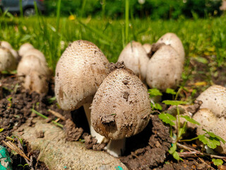 Close up of mushrooms in the park
