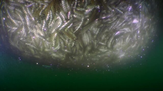 Fish in a fishing trawl: as the net bag rises, the fish inside hardens and loses its ability to move, the camera is slowly moving away from the network.