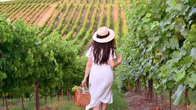 Beautiful girl farmer (woman) brunette holding a basket with white grapes,white wine, glasses, laughing smiles. Concept wine making, plantation, summer, autumn, fresh fruit, bio ecology