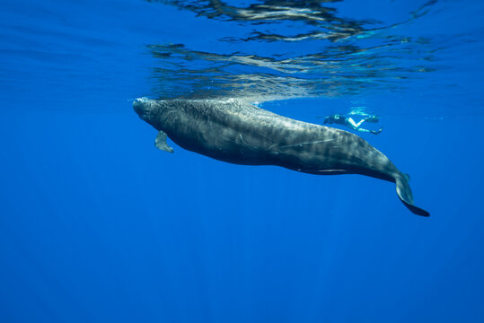 Short finned pilot whales, Indian Ocean, Mauritius.