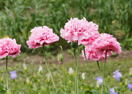 (Papaver somniferum) All&eacute;e fleurie de fleurs de pavots des jardins ou pavot somnif&egrave;re aux p&eacute;tales double rose et au feuillage d&eacute;coup&eacute; le long de hautes tiges