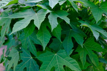 Fototapeta na wymiar green leaves on a wall