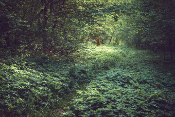 Path in a forest