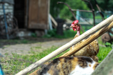 Rooster and hens in the village on the nature. Chickens and birds at the poultry farm. Stock photo background