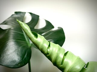 Focusing on tropical Plant's leaves , Texture of green leaves, Monstera leaf in flowerpot at the...