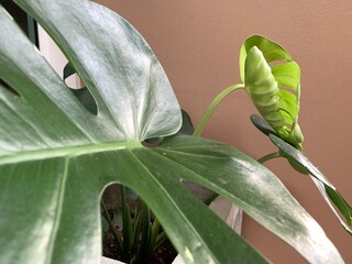 Focusing on tropical Plant's leaves , Texture of green leaves, Monstera leaf in flowerpot at the...