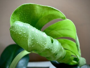 Focusing on tropical Plant's leaves , Texture of green leaves, Monstera leaf in flowerpot at the...