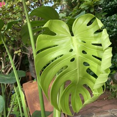 Focusing on tropical Plant's leaves , Texture of green leaves, Monstera leaf in flowerpot at the...