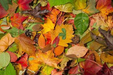 autumn
