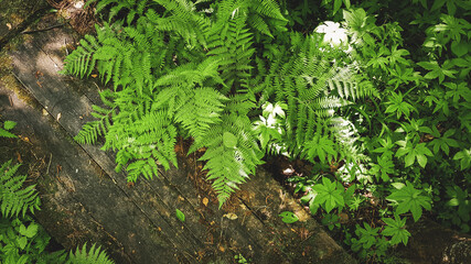 wooden boards in the forest