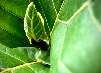 Ficus Lyrata the fiddle leaf fig from the ficus genus of trees is an exciting species to grow with larger leaves than the others from the genus.