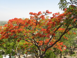 Fototapeta na wymiar Orange color Royal poinciana tree or Delonix Regia