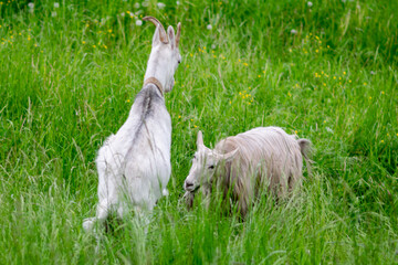 Gray and white goat play in the field on the grass.