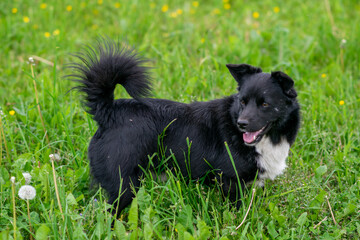 Black purebred dog in the field on the grass.