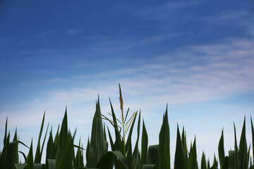 Campo di mais, dettaglio di piante in crescita sotto un cielo azzurro con nuvole