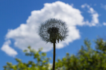 Obraz premium luffy dandelion close-up on a background of blue sky with white clouds. Transparent dandelion with seeds on a white cloud background, copy space, soft focus