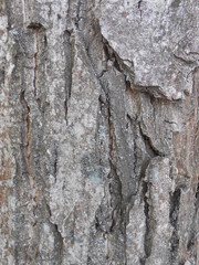 tree bark texture