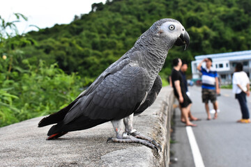black and white parrot