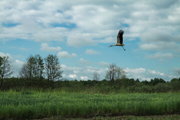Stork is a big beautiful bird sitting in a nest. Nature near the village in the summer. Stock photo background