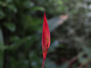 Beautiful Indian shot plant flower