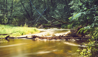 Stream in a forest