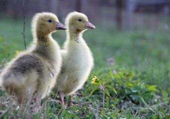 little ducklings on the grass