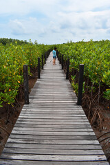 Naklejka na ściany i meble wooden bridge in the mangrove forest