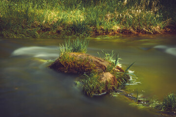 Stream in a forest