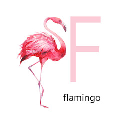 Animals alphabet. F for flamingo. Watercolor letters illustration isolated on white background