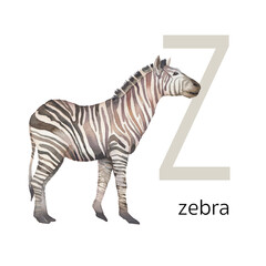 Animals alphabet. Z for zebra. Watercolor letters illustration isolated on white background