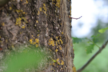 oak processionary caterpillars on procession searching for food